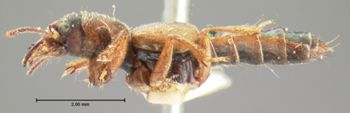 Media type: image;   Entomology 6524 Aspect: habitus lateral view